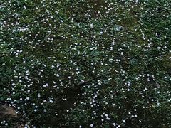 -上海鲜花港