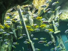 -锦艺城海洋馆