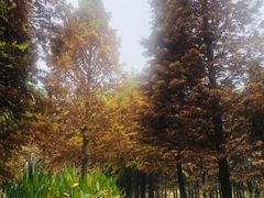 -溱湖国家湿地公园