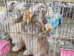-前小桔亲子创意农场·草莓采摘·露营烧烤