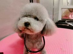 -宠福鑫康馨动物医院·骨科·眼科