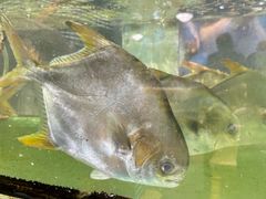 -小海豚•老字号海鲜餐厅(天涯店)