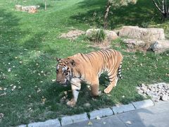 -北京野生动物园