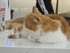 -喵园·猫主题咖啡厅·撸猫·猫咖(国贸店)