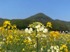 -铭莲·八卦田水上餐厅