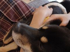 -南京Hallo宠物乐园·哈罗犬舍·柴犬繁育基地