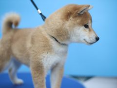 -瑞鹏宠物医院犬猫全科(真大分院)