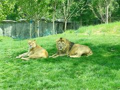 -北京野生动物园