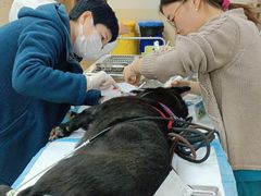-美联众合动物医院·24h转诊中心