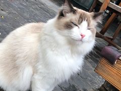 -喵屿·大理花园猫咖