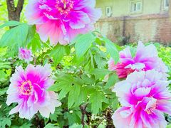 -国家植物园南园