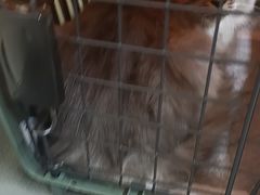 -半岛宠物医院24小时(白果林店)
