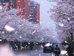 -高东镇樱花园