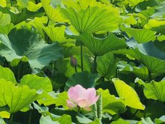 -金鸡湖桃花岛