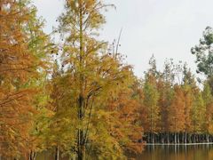 -白鹭湾湿地公园