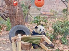 -成都动物园