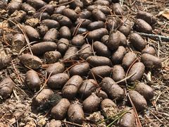 -阿萨巴斯卡瀑布观景点