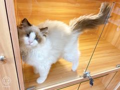 -猫十亿·布偶金渐层·曼基康矮脚猫舍(青年路店)
