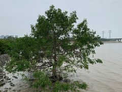 -宝安西湾红树林湿地公园