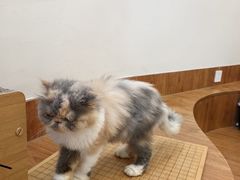 -有猫主题·治愈系猫咖(曾厝垵店)