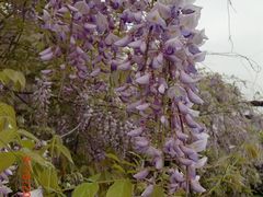 CIMG1650-苏州太湖西山岛开心农场