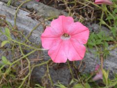 -黑龙江省森林植物园