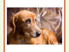 -翊宠yipet猫狗购宠庄园犬舍•猫舍