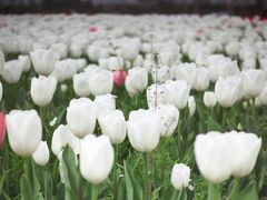 -荷兰花海