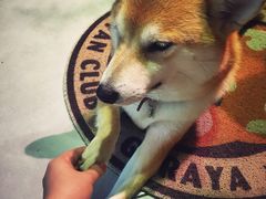 -柴务处·柴犬主题狗咖