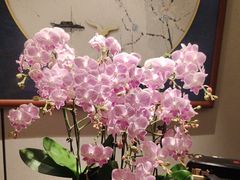 -顺峰(农展馆店)