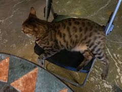 -猫猫幼稚园·撸猫·桌游·电玩