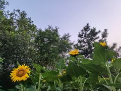 -绿堤公园