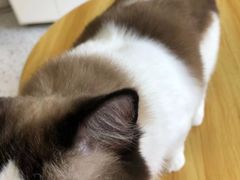 -柚子猫舍·精品猫舍购猫·猫咪认养·购宠·宠物店