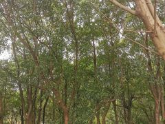 -平湖九龙山旅游度假区