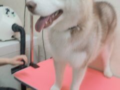 -翊宠yipet猫狗购宠庄园犬舍•猫舍