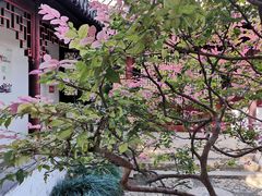 -秋霞圃