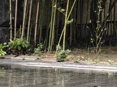 -外滩悦榕庄·海怡西餐厅