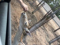 -秦皇岛野生动物园
