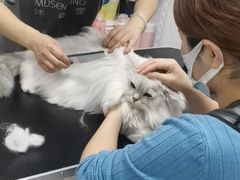 -山宅一喵德文卷毛猫舍
