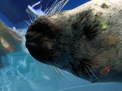 -上海海洋水族馆