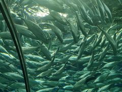 -上海海洋水族馆