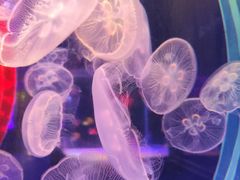 -左海海底世界