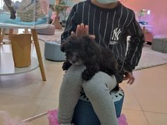 -喵宠乐园·撸猫互动·猫舍