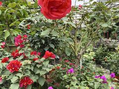 -金科花卉市场
