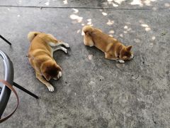 -柴犬高等学院·狗咖·柴犬售卖·宠物训练