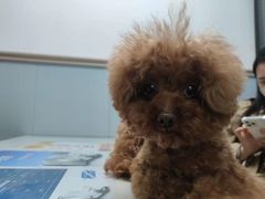 -伟伟宠物医院·CT影像中心·瑞派犬猫综合性门诊(汉口总院)