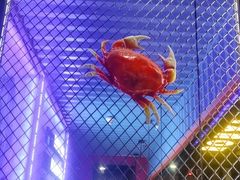 -谢蟹浓·肉蟹煲(新奥店)