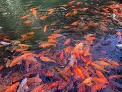 -千岛湖东南湖区