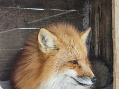 -宫城藏王狐狸村