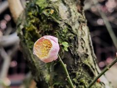 -峨眉山报国寺